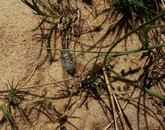 Pompanonia buziensis