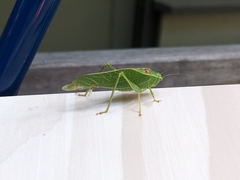 Microcentrum californicum