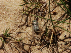 Pompanonia buziensis