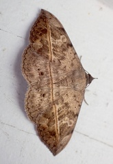 Anticarsia gemmatalis