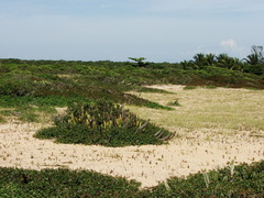 Pompanonia buziensis