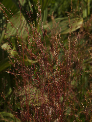 Agrostis scabra