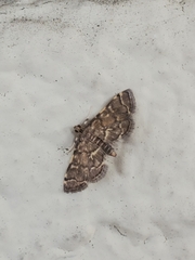 Anageshna primordialis