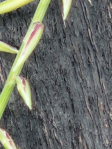 Image of Bouteloua uniflora by (c) Jo Roberts, some rights reserved (CC BY)