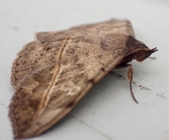 Anticarsia gemmatalis