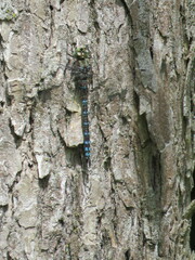 Aeshna canadensis