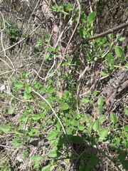 Salpichroa origanifolia