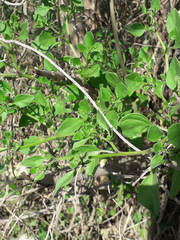 Salpichroa origanifolia