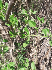 Salpichroa origanifolia