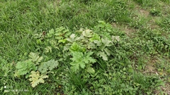 Heracleum sosnowskyi