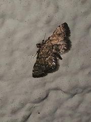 Anageshna primordialis