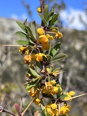 Berberis microphylla