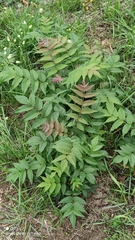 Ailanthus altissima