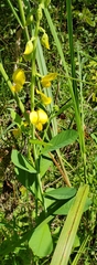 Crotalaria spectabilis