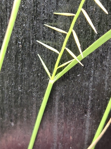 Image of Bouteloua uniflora by (c) Jo Roberts, some rights reserved (CC BY)