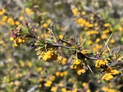 Berberis microphylla