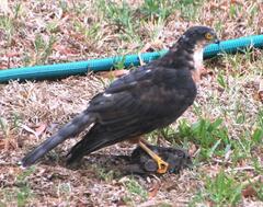 Rufous-Breasted Sparrowhawk photo 2
