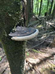 Fomitopsis ochracea