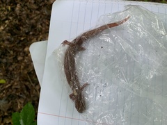 Pseudotriton ruber