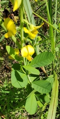 Crotalaria spectabilis
