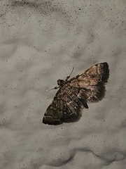 Anageshna primordialis