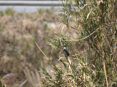 Chloroceryle amazona