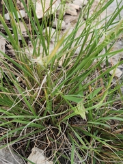 Bouteloua uniflora