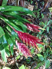Vriesea