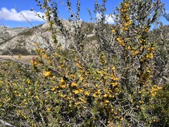 Berberis microphylla