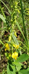 Crotalaria spectabilis
