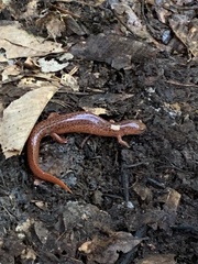 Pseudotriton ruber