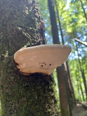 Fomitopsis ochracea