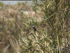 Chloroceryle amazona