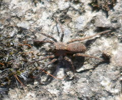 Alopecosa albofasciata