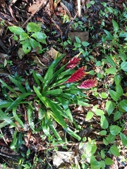 Vriesea