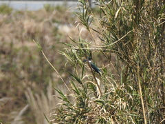 Chloroceryle amazona