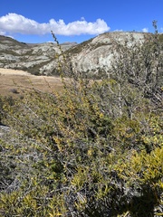 Berberis microphylla
