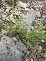 Bouteloua uniflora
