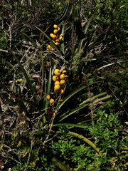 Bromelia antiacantha