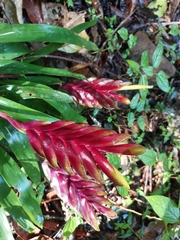 Vriesea