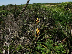 Bromelia antiacantha