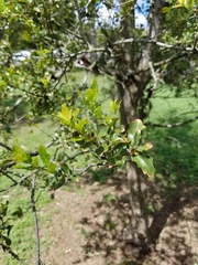 Quercus vaseyana