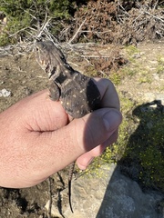 Crotaphytus collaris