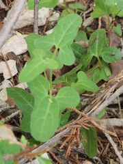 Aristolochia coryi