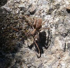 Alopecosa albofasciata