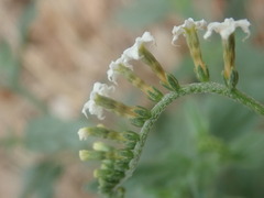 Heliotropium steudneri