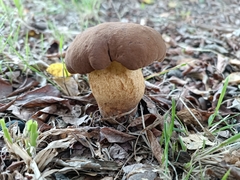 Cyanoboletus pulverulentus