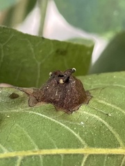 Phylloxera notabilis