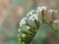 Heliotropium steudneri