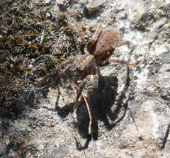 Alopecosa albofasciata